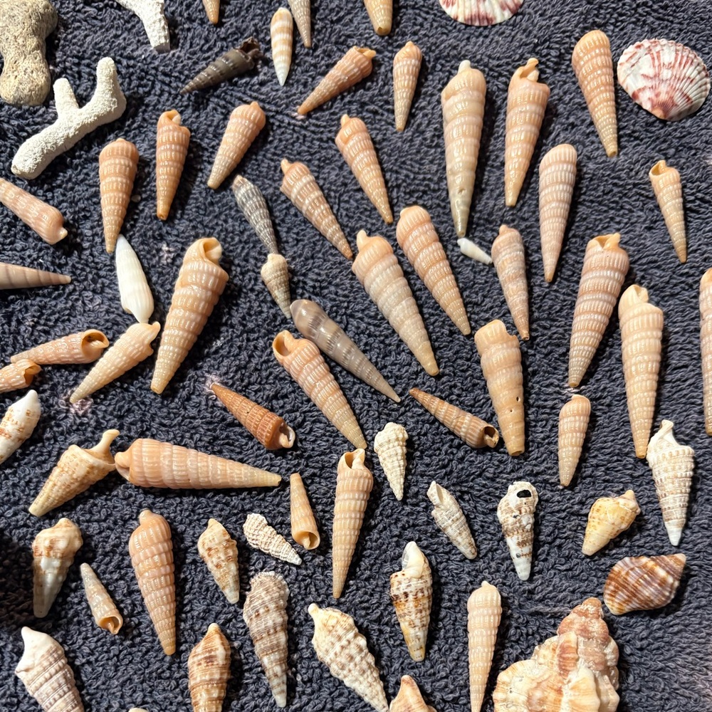 Assorted Natural Sea Shell Collection